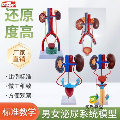 立体人体泌尿系统F模型输尿管膀胱尿道医学生殖系统肾脏解剖模型