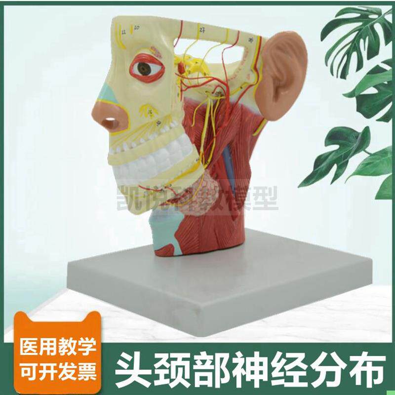 头面部神经分布模型颅脑深浅肌肉层动脉静脉12对脑神经微整形医美