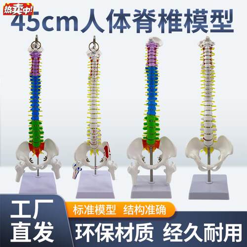 45CM人体脊柱模型仿真成人医学正骨练习颈椎腰椎J脊椎人体骨骼骨