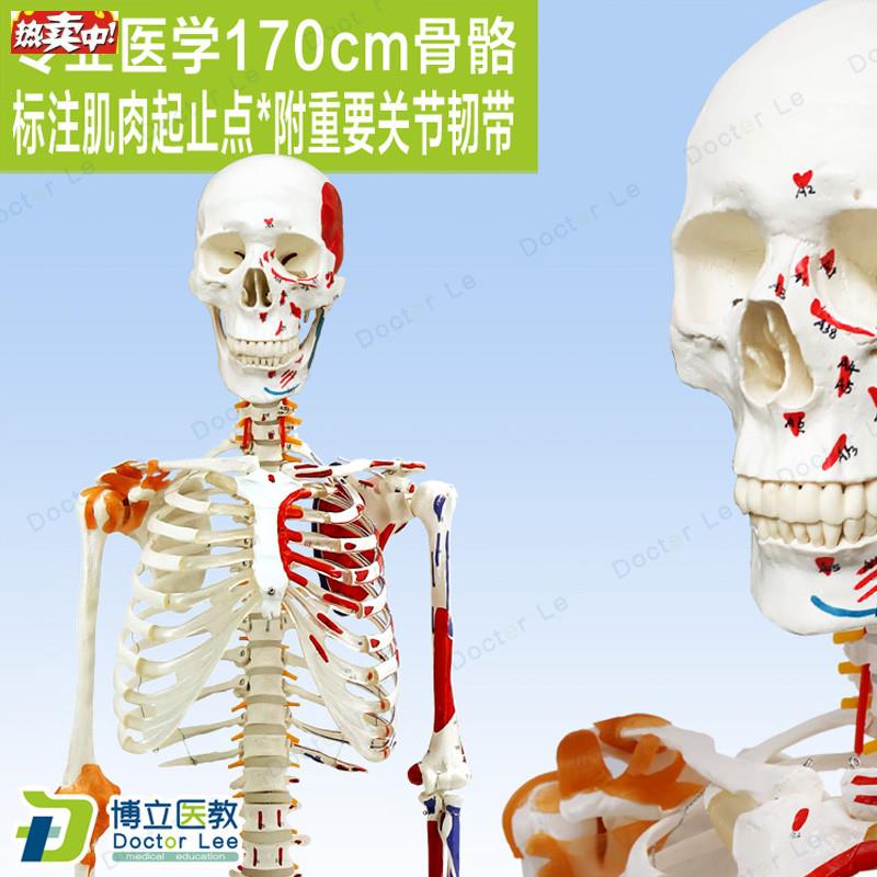 高端医用170CM骨架附肌肉标识韧带脊柱解剖人t体骨骼模型