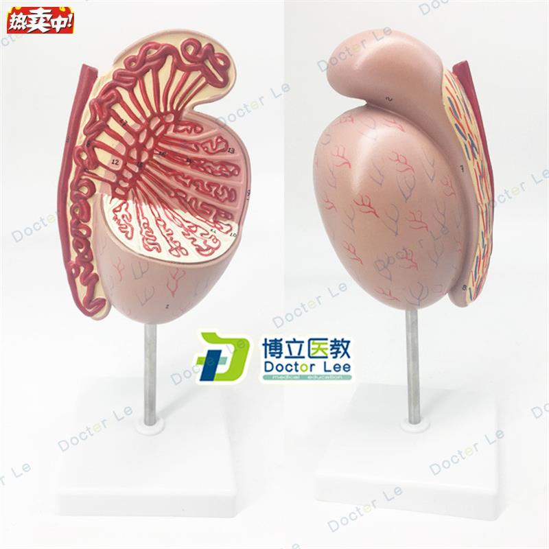 男性生殖系统睾丸结构解剖模型医用计生演示生殖科i泌尿科男科教
