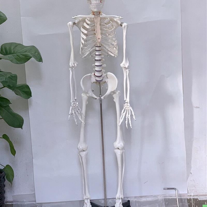 直销170CM白色人体骨骼模型人骨架人骷髅静物绘画影视密室逃生