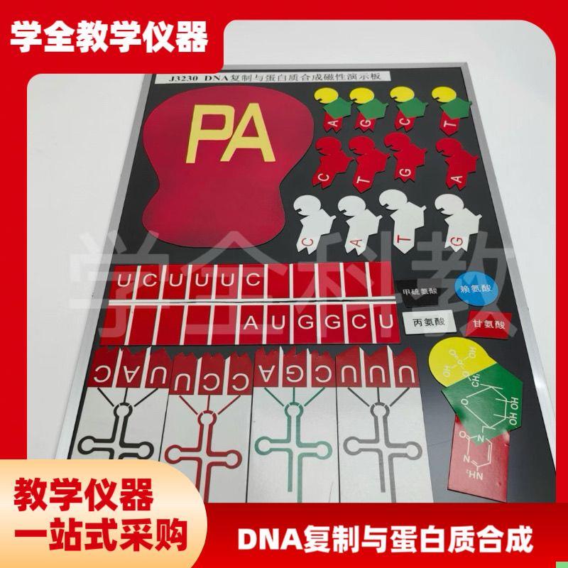 DNA复制与蛋白质合成磁性演示块 J3230磁板生物实验器材教学仪器