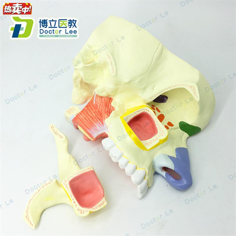 人体鼻腔解剖模型鼻部医学鼻子模型耳H鼻喉科模型鼻与鼻窦模型