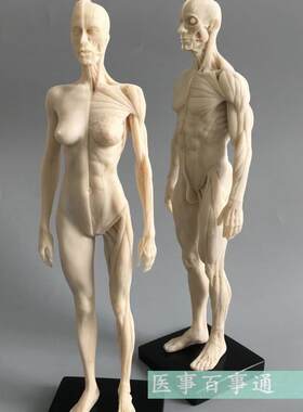 人体模型美术绘画医用教学骨骼肌肉解剖结构白胚男女30cm雕塑骷髅