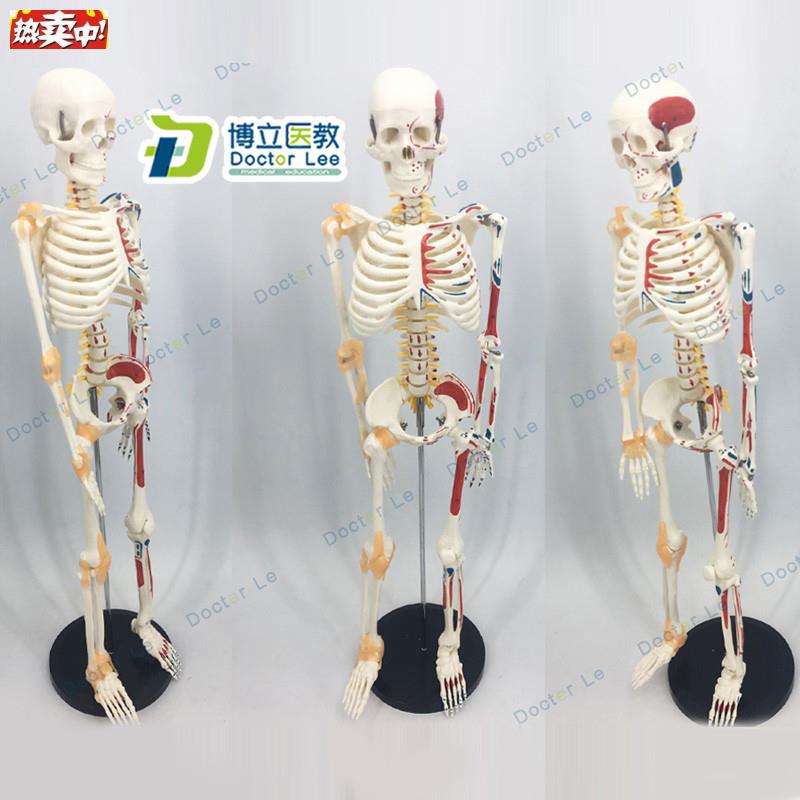 可活动骨架标肌肉解剖脊椎骷髅小针刀正骨针灸85cmN人体骨骼模型