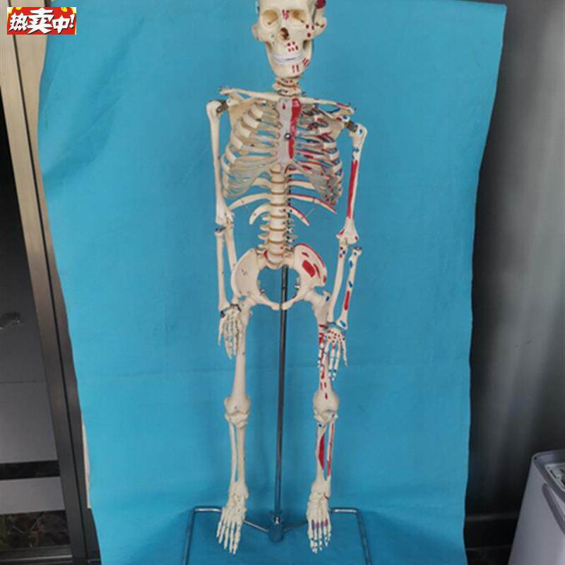 脊柱可弯曲挂式85cm人体骨骼肌肉起点模型骷髅骨m架医用教学讲解