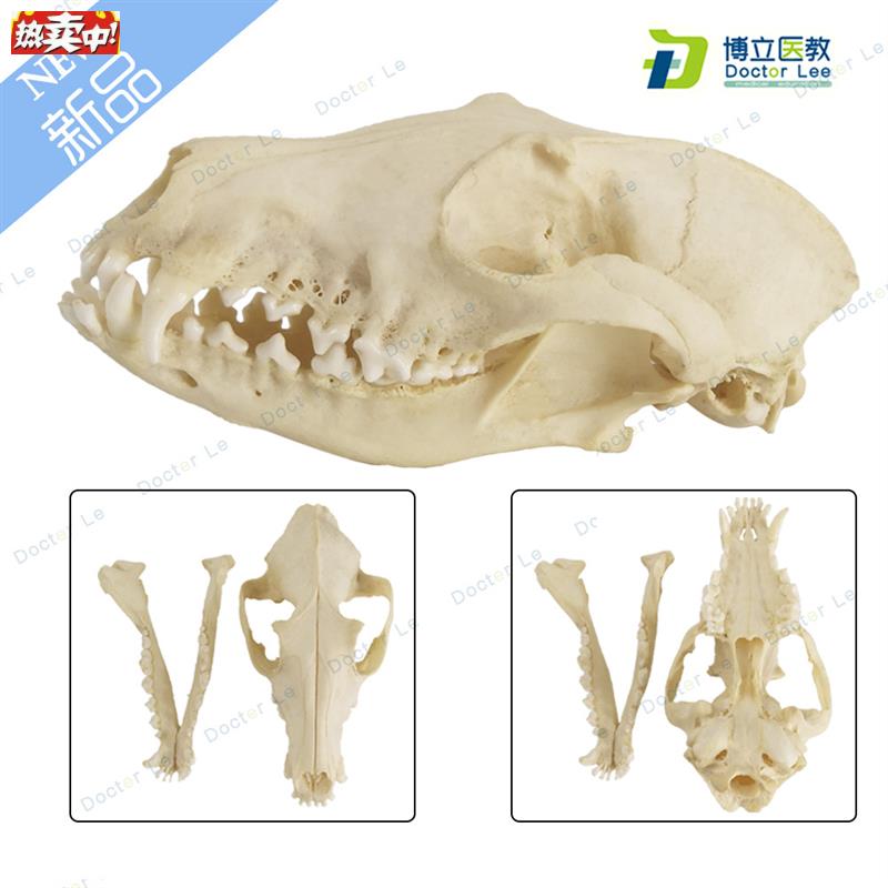 野生狐狸头骨模型真11野生动物头骨模u型真实狐狸标本模型