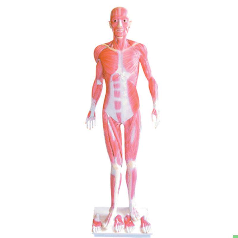 172cm全身肌肉解剖模型人体肌肉解剖模型男性人体肌肉解剖