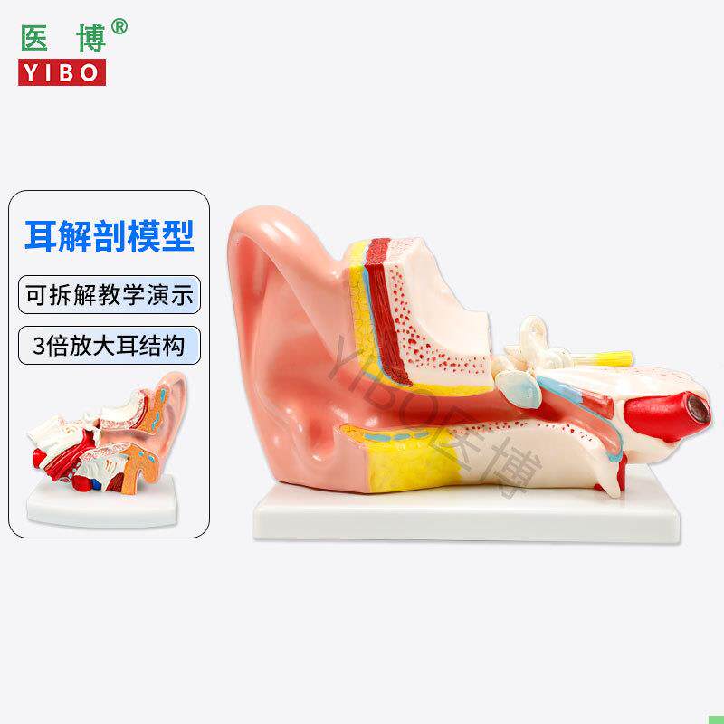 医博 人体耳解刨模型 耳朵3倍放大模型 耳朵结构构造展示教学模型