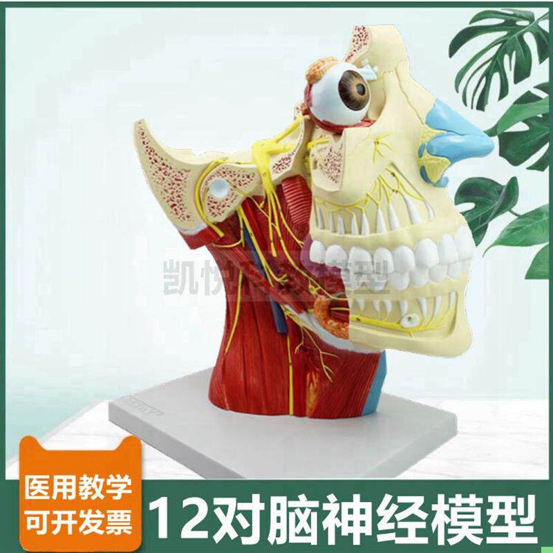 脑神经模型12对颅内分布头面部深浅层动脉静脉神经微整形医美肌肉