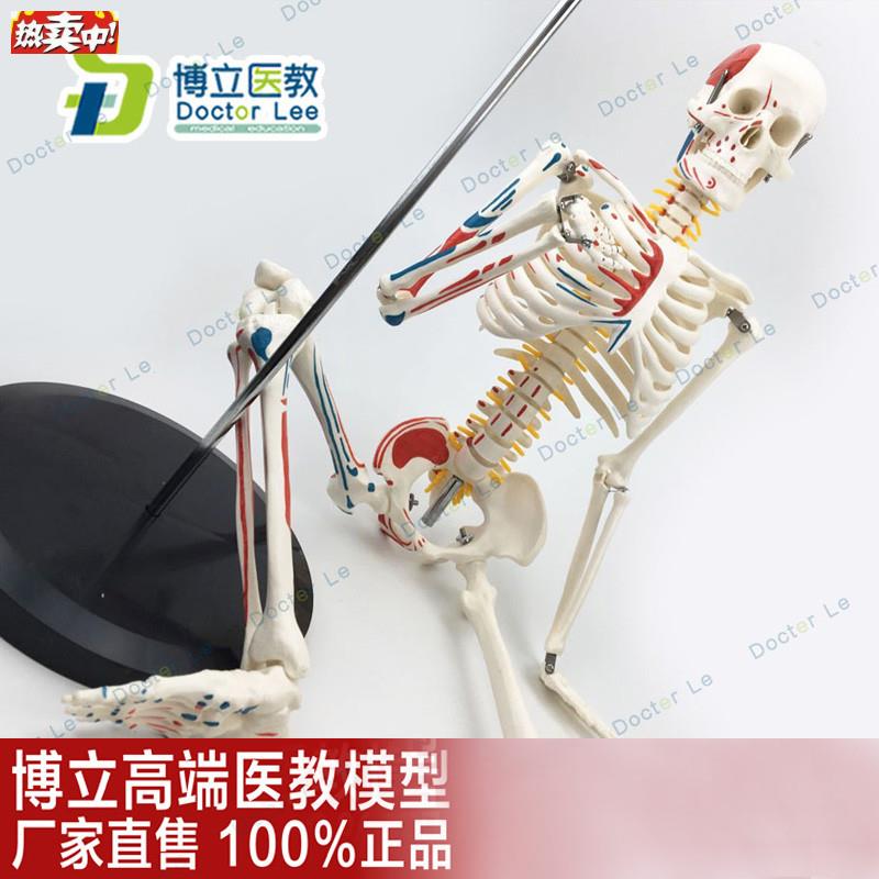 医用教学85CM人体骨骼模型神经肌肉起止G点骨架小针刀脊柱模型