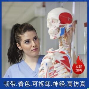 盼夕人体骨骼模型骨架170脊柱教学演示瑜伽骷髅实验解剖科普生物