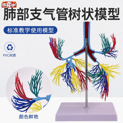 支气管树模型人体气J管支气管树气管左右主支气管肺叶支气模