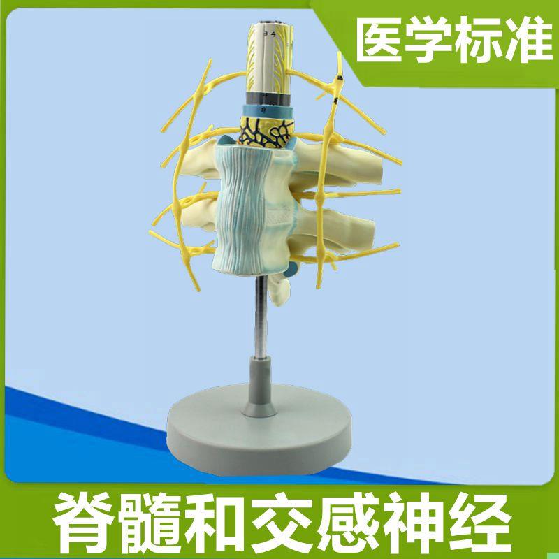 交感神经模型胸段脊髓周围神经颈椎管脊髓解剖脊神经分布医用仿真