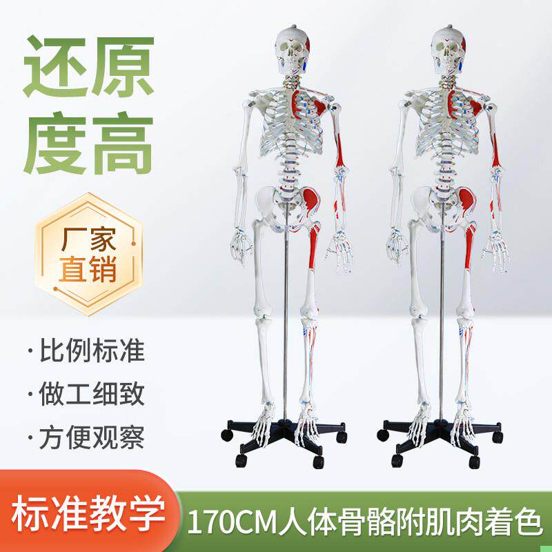 170CM医学全身人体骨骼模型骨盆瑜伽关节可拆卸解剖肌肉结构骨架