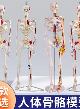 85cm人体骷髅骨架可拆卸 医学迷你小型全身骨骼玩具摆件 肌肉着色