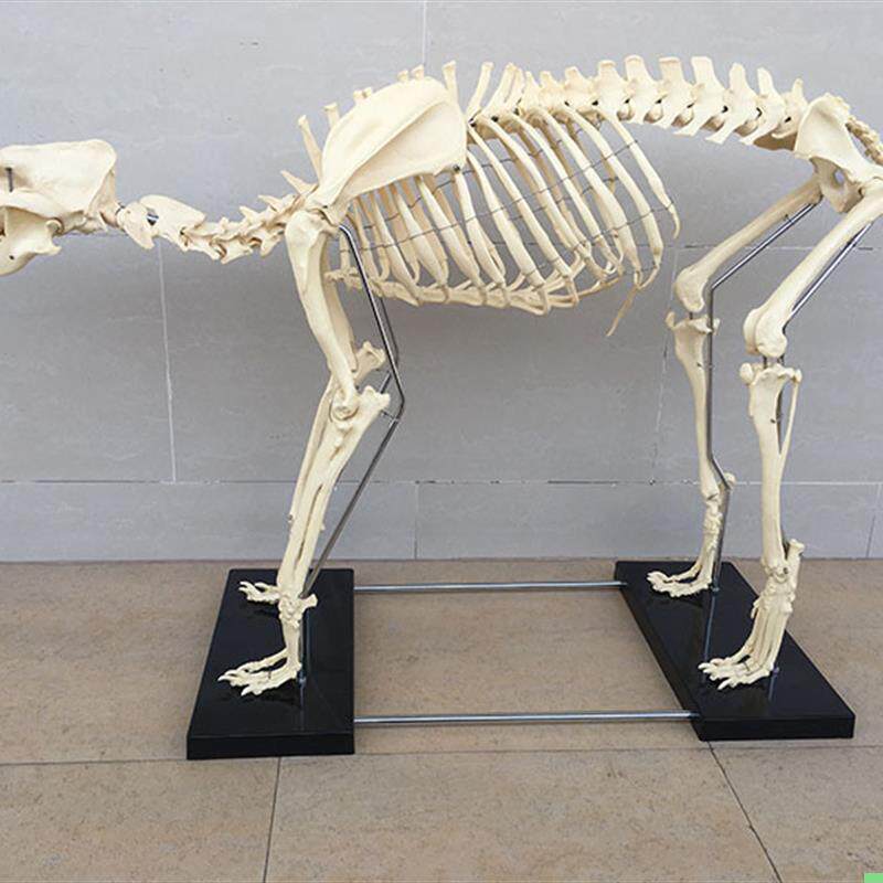 狗骨架动物骨骼宠物兽医教学模型医学教具犬科教学畜牧厂家直销