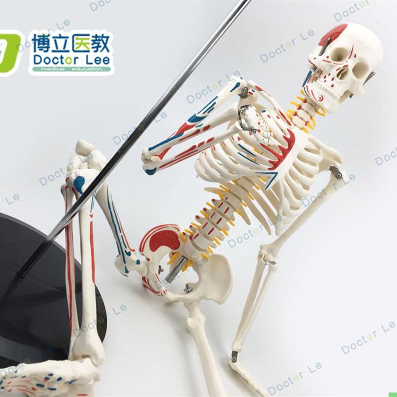 医用人体骨骼模型人体脊椎骨架医用脊柱标本小人全身骨模型85厘米