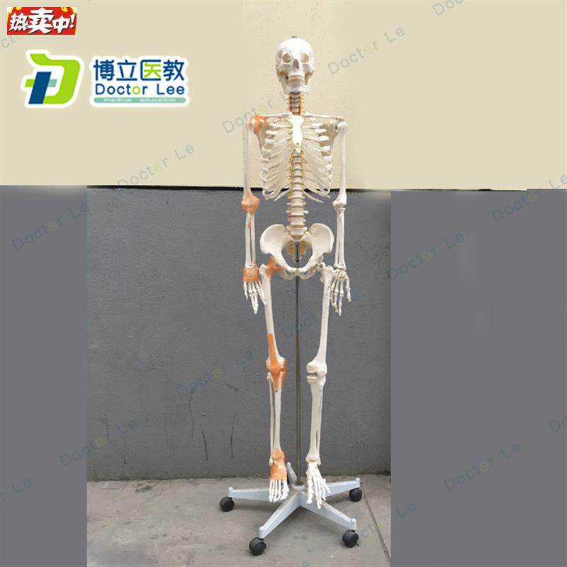 170cm骨骼骨架模型带韧带神e经脊柱教学正骨健身房瑜伽教学医教