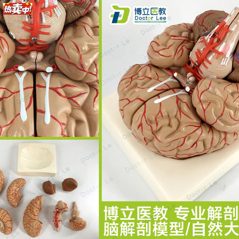 人体脑解剖模H型脑模型脑干模型脑结构模型仿真大脑模型医用教学