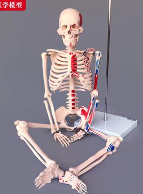 85cm人体全身骨骼模型附半边肌肉起止点着色骨架医学教学模具玩具