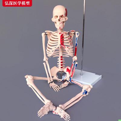85cm人体全身骨骼模型附半边肌肉起止点着色骨架医学教学模具玩具