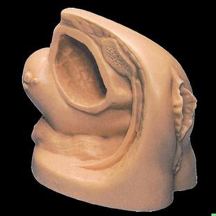 H18F 女性内外生殖器模型及导尿模型GD