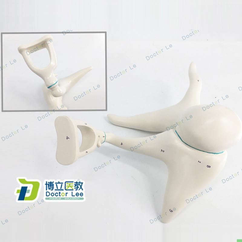 人体内耳听小骨及鼓膜放大模型耳鼻喉科医患沟通教具 医用解剖教