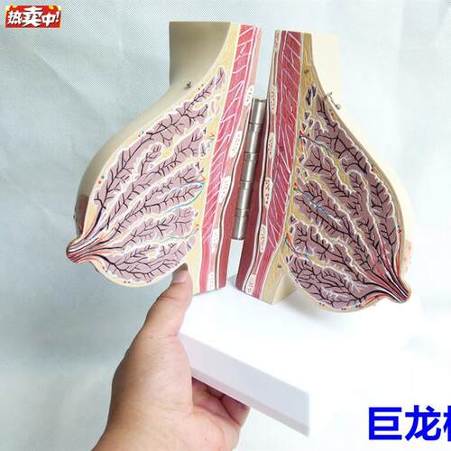 女性哺乳期乳房模型解剖女性乳房模型出口欧美优质FPVC材质