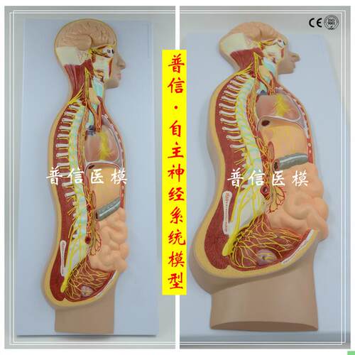 自主神经系统模型 全身交感神经器官眼肠 解剖医学教学展示