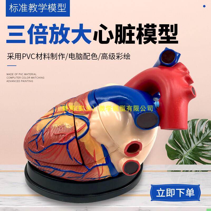 3倍放大人体心脏模型B超彩超声医学心内科心脏解剖医学教学模型