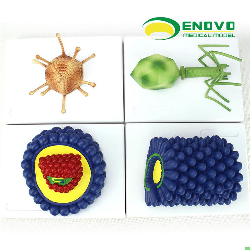ENOVO正品微生物学病毒模型杆状病毒腺病毒噬菌体病毒艾滋病毒学
