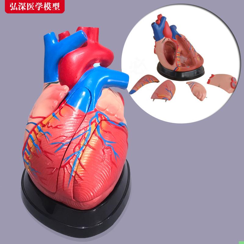 心脏模型放大3倍人体内脏器官血管解剖结构医科学教具教学模具