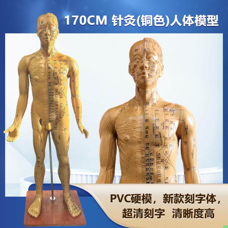 人体针灸模型 针灸铜人模型 穴位铜人 人体经络模型(铜色)178CM