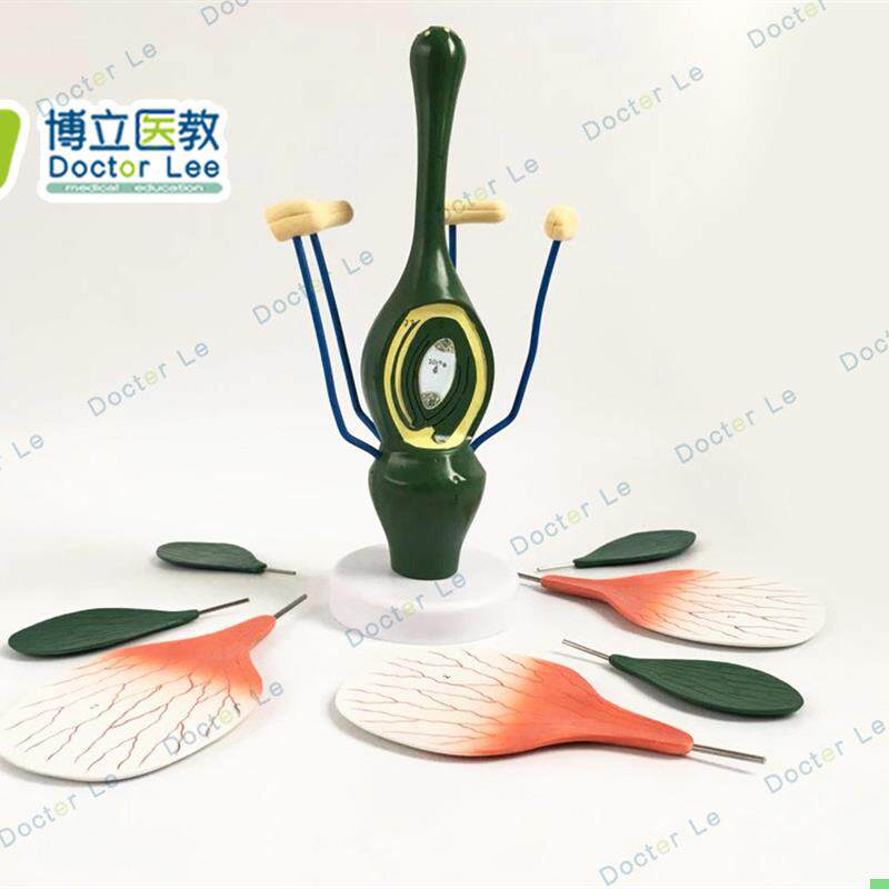 教学桃花模型典型双子叶花构造模型小型桃花解剖标本生物植物