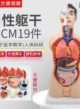 85cm人体躯干解剖模型器官可拆卸19件医学教学心脏内脏结构模型