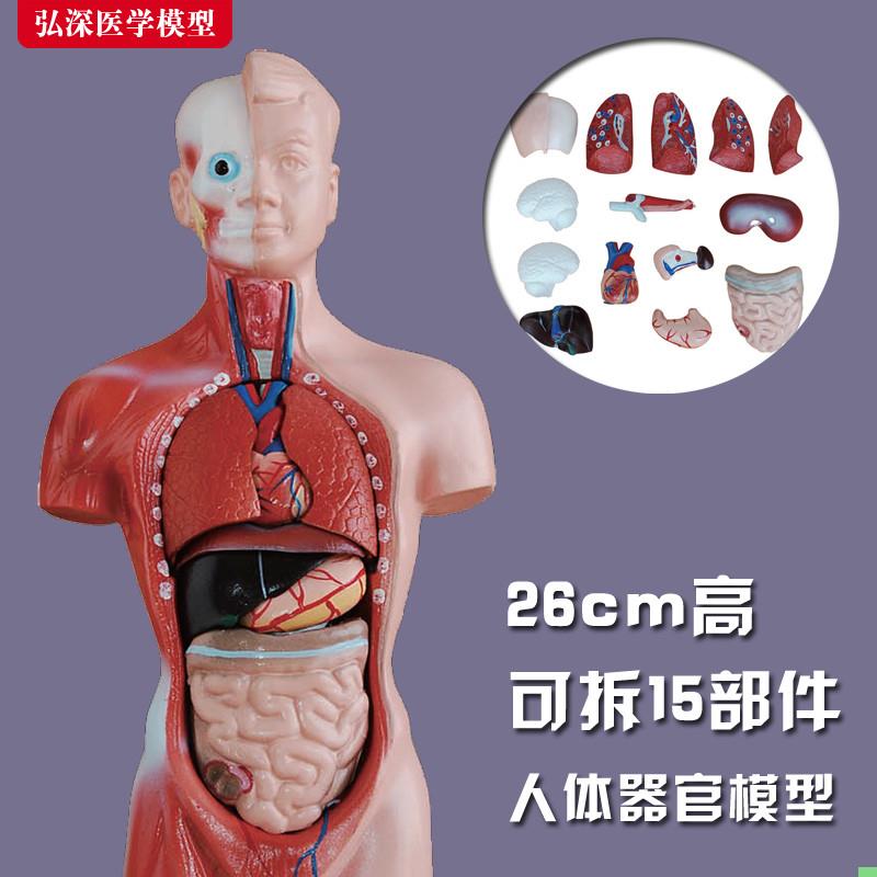 26cm躯干模型人体内脏胸腹部器官启蒙解剖心肝脾肺肾拼装组装玩具