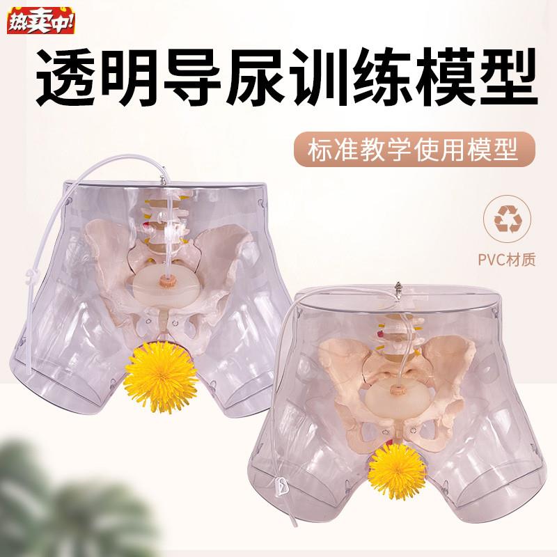 高级透明男性导尿模型男性生殖器男性生殖解x剖模型女性导尿模型