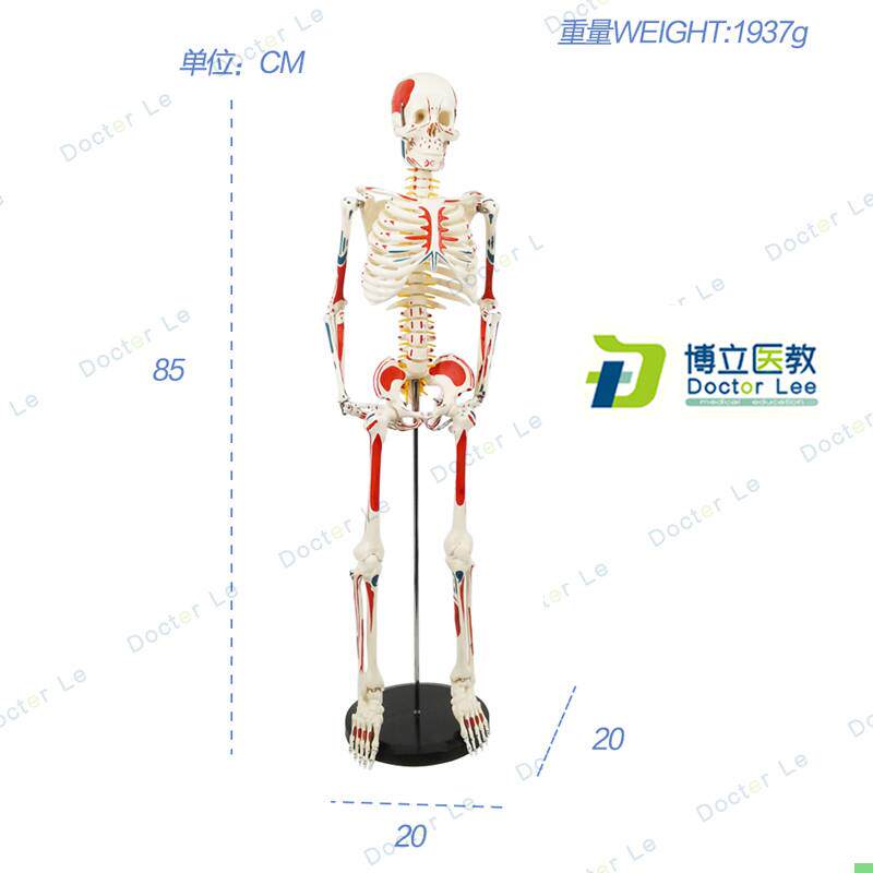 85CM人体骨骼模型神经肌肉起止骨架瑜伽教学脊柱用骨架人体模型