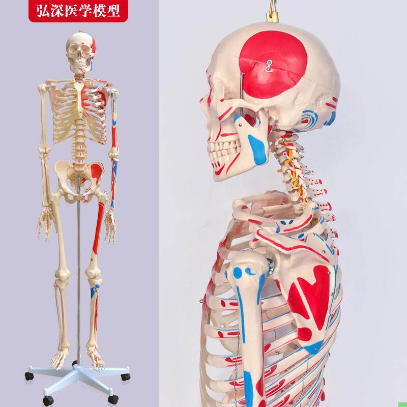 人体全身骨骼模型180cm大骨架骷髅骨头架子脊柱关节血管神经骨科