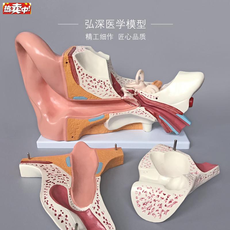人耳朵模型人体耳解剖耳部结构耳道采耳r听觉耳鼻喉科医学教学模