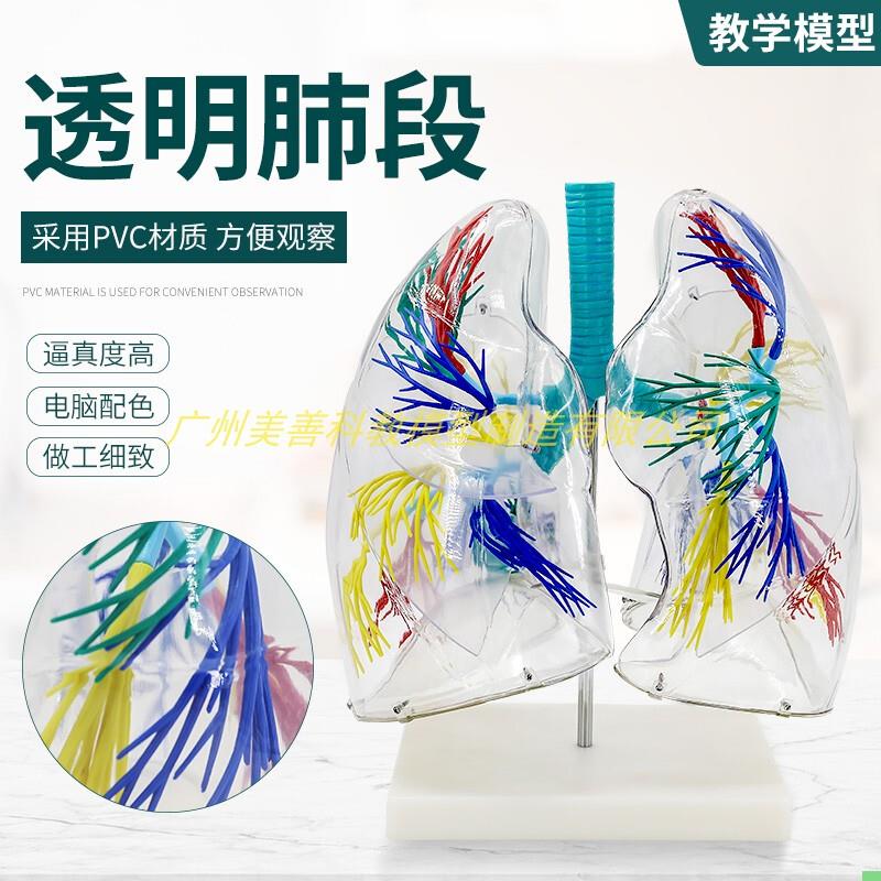 透明肺段模型 肺模型 胸外科支气管树人体肺部解剖模型 肺段模型