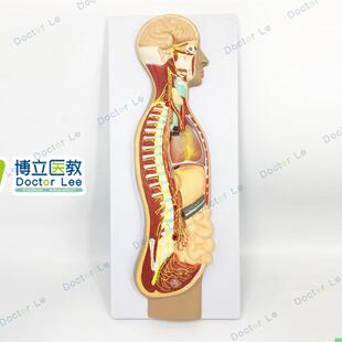 人体医学交感神经系统模型自主神经系统植物性神经解剖