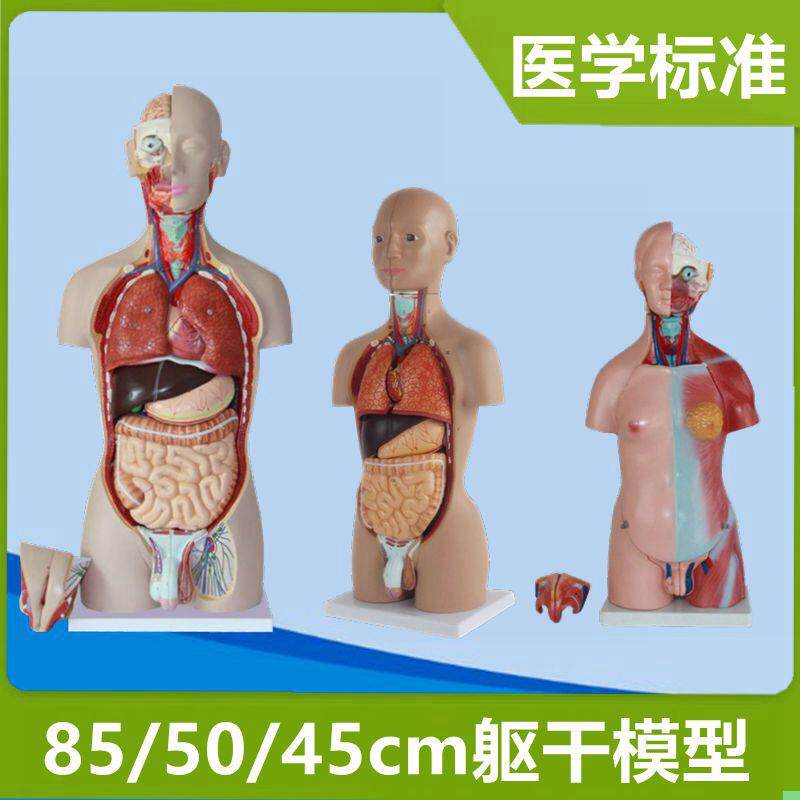 人体躯干模型85cm高仿真内脏可拆卸男女性别背部解剖肌肉医院摆件