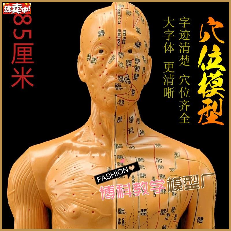 中医针灸穴位图人体模型教H学85男全身十二经络小皮人针灸穴位模