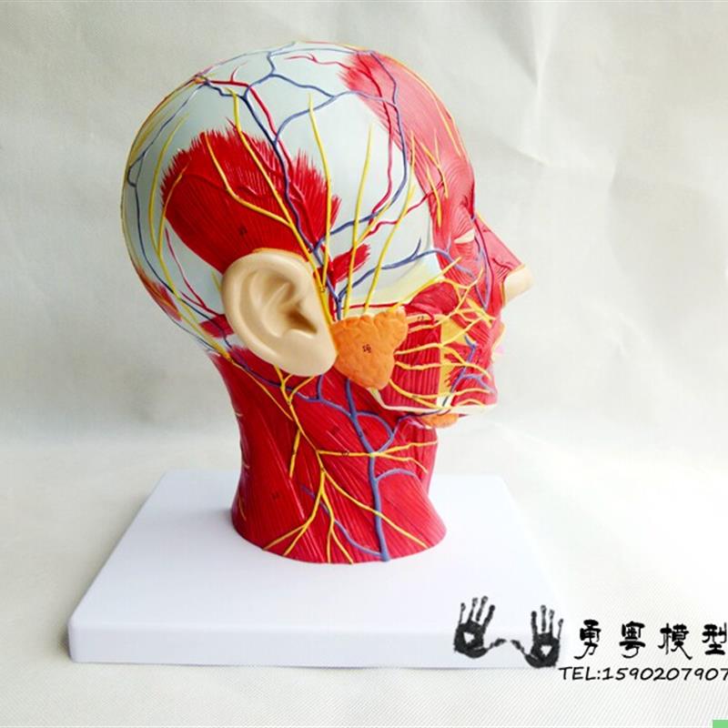 包邮正品头部矢状切面附血管神经模型 医学美容面部神经血管结构
