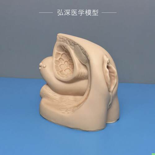 女性内外生殖器官模型导尿练习演示人体生殖系统结构膀胱医学教学