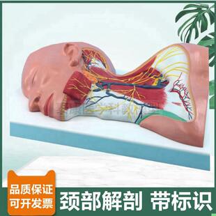 颈部解剖模型局部麻醉临床教学神经肌肉血管颅脑头面部微整形美容