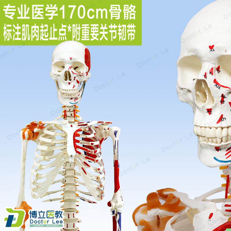 高端医用170CM骨架附肌肉标识韧带脊柱解剖人体骨骼模型